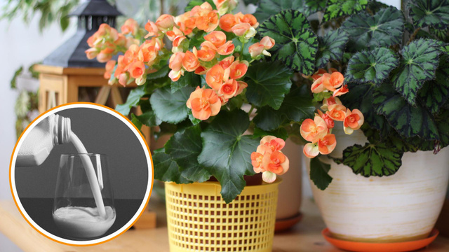 Veja como o leite pode fortalecer a raiz da sua begônia (fiz e deu certo!)