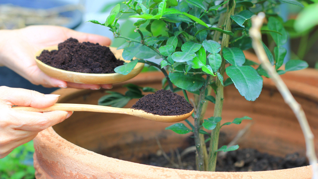 Essas são as plantas que mais gostam de borra de café: crescem rápido, ficam mais fortes e bonitas