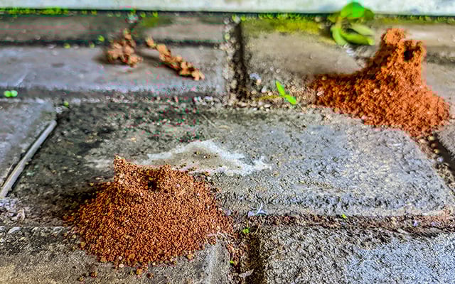 É assim que você elimina formigueiros da sua casa ou jardim: um jeito prático, rápido e sem estresse