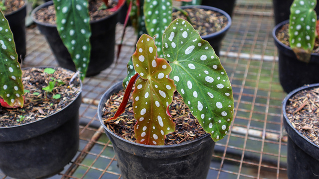Begônia maculata: aqui estão as informações mais importantes para cultivar essa planta com pintinhas brancas nas folhas que deixam a sua casa muito charmosa