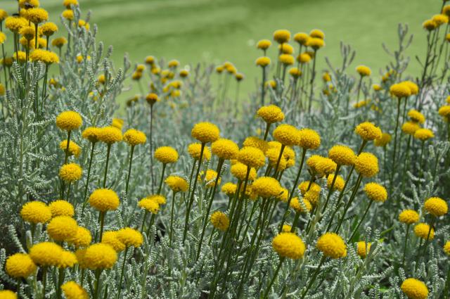 A planta que todo mundo pisa e que não deve ser retirada do jardim por nada no mundo