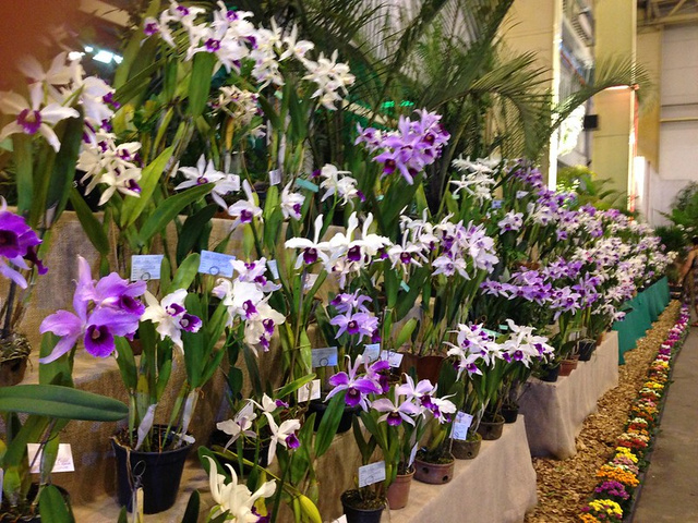 Tradicional Festas das Flores em Joinville promete diversão, bem estar e muitas cores em sua 83ª edição