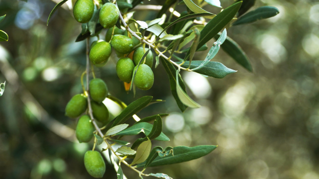 Está chovendo tanto na província de Jaén que a colheita de azeite está com um problema: há água em excesso