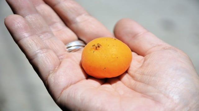 Nem jabuticaba, nem pitanga: esta árvore nativa produz a fruta perfeita para um sorvete cremoso
