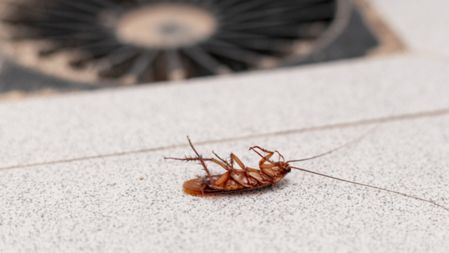 Truque caseiro dos bons: misturar cebola com bicarbonato de sódio é uma isca eficaz contra baratas