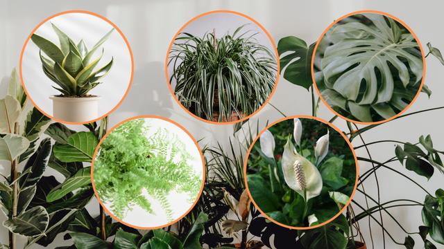 8 plantas que adoram sombra e muito fáceis de cuidar para ter em casa