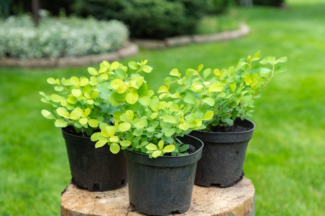 Poucos jardineiros sabem: truque simples transforma vasos de plástico velhos em algo genial para o quintal