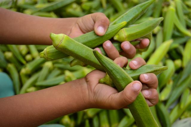 Saiba como escolher quiabo sem quebrar a ponta: esses detalhes garantem a qualidade do alimento