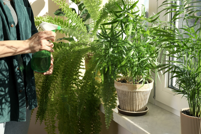 Adeus mofo! Planta fácil de encontrar melhora a circulação do ar em casa e evita a umidade