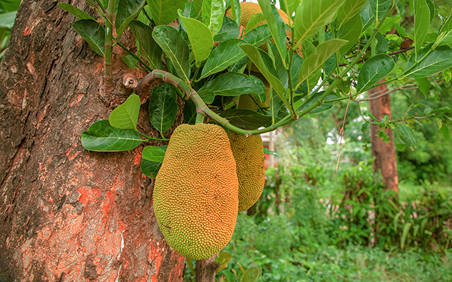Maior fruta de árvore do mundo, a jaca impressiona no tamanho e nos benefícios à saúde, mas nunca descanse sob uma jaqueira!