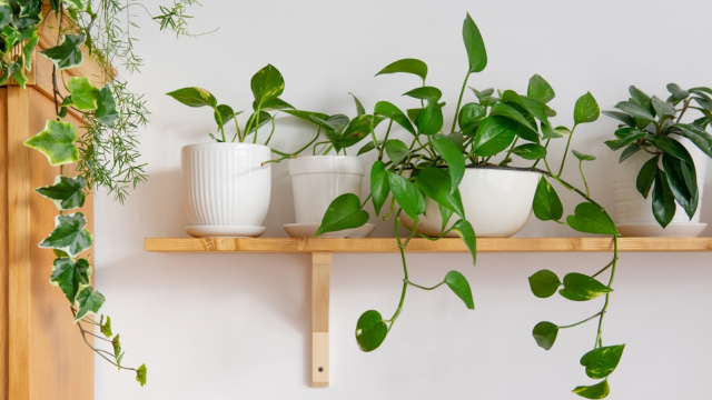Tenha uma linda planta ornamental sem gastar nada: você só precisa de um pedacinho disso que tem na geladeira ou na fruteira