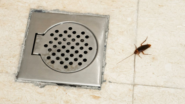 Adeus baratas: mistura caseira para despejar nos ralos deixa a casa segura contra esses insetos