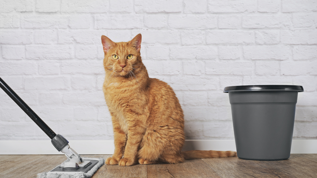 Empregada doméstica robô? Este dispositivo sabe limpar, varrer, passar pano, se limpa sozinho e veio para revolucionar a limpeza da sua casa