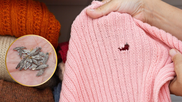 Adeus, traças! Usei esse truque da vovó que acabou com as traças do meu armário (elas sumiram me menos de um dia)