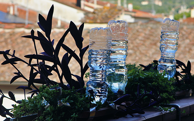 O segredo da garrafa PET de cabeça para baixo que salva o seu jardim: resolve 2 problemas de uma vez