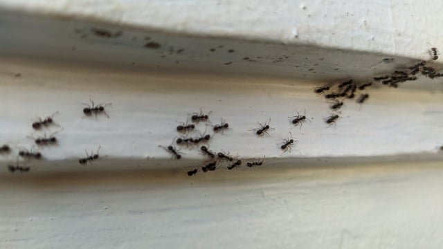 O que significa ter formigas em casa mesmo quando o ambiente está limpo e organizado?