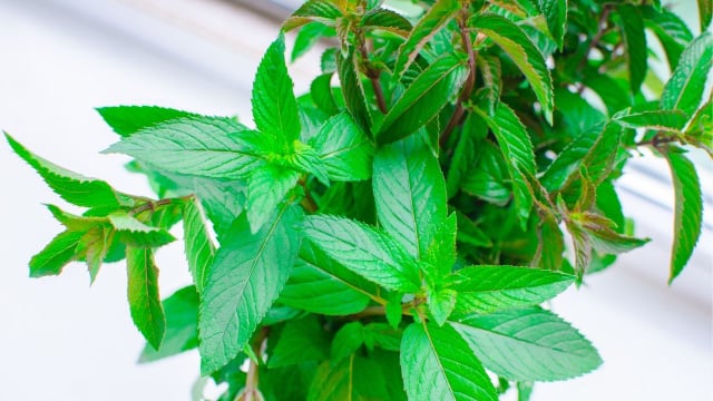 A hortelã-pimenta tem um aroma intenso que funciona como repelente natural contra insetos (Créditos: Shutterstock)