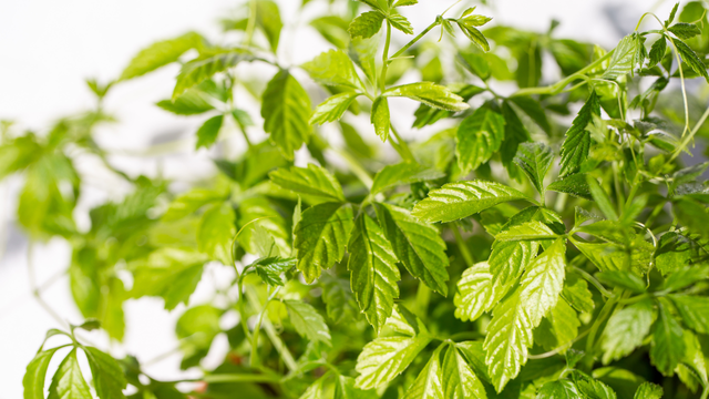Os Estados Unidos consideram essa planta uma "erva da longevidade" melhor do que o chá verde e tão nutritiva quanto o ginseng (O Vietnã cultiva essa planta em grande quantidade!)