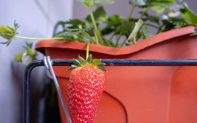 Sem espaço para jardim: como plantar morangos em vasos e ter sempre frutas frescas