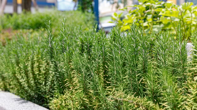 Demorei, mas descobri qual é o melhor lugar para plantar o alecrim: mantenha-o sempre longe das…