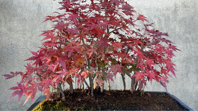 A árvore que floresce em tons diferentes durante o ano todo e cresce até em varandas pequenas: linda em todas as estações