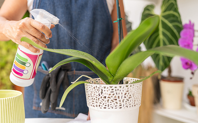 O ingrediente simples que faz a sua orquídea explodir: é uma especiaria muito comum de ter em casa e faz o milagre que as nossas plantas precisam