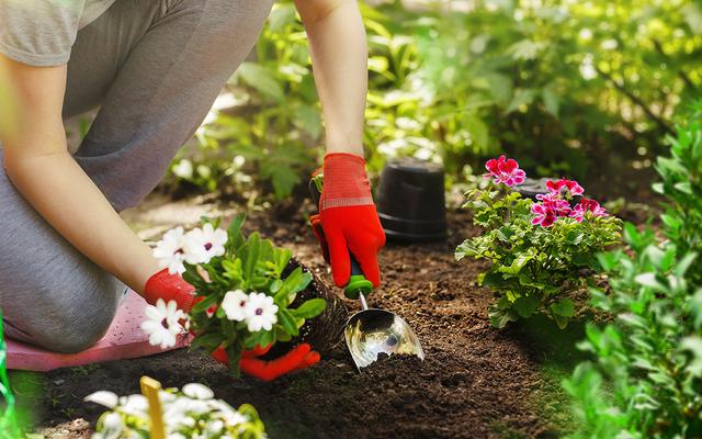 O ingrediente secreto para fazer suas plantas lotarem de tantas flores está no armário da cozinha e você nem faz ideia