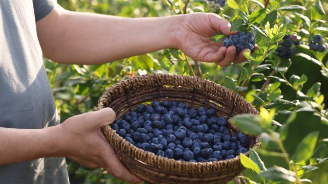 Dá para plantar mirtilo em casa? Essa é a melhor forma de ter essa fruta no quintal e economizar no mercado