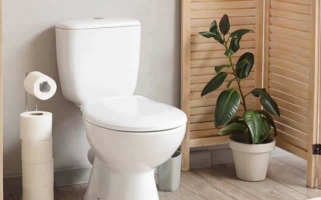 Eu colocava plantas em toda casa, até que aprendi que nunca devo colocar nesses 3 lugares e aqui estão os motivos