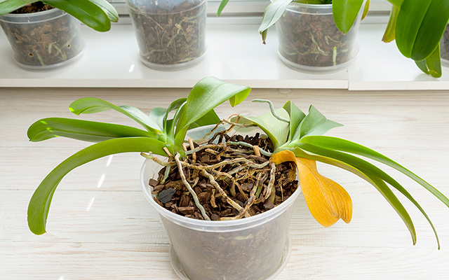 UTI de orquídeas: como salvar plantas com flores secas, folhas queimadas ou manchadas e quase sem raízes
