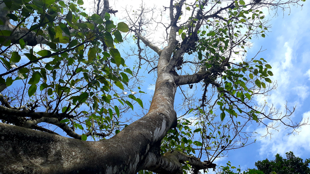 Árvore da morte é a planta mais perigosa do mundo: "A tua pele começa a derreter só de encostar nela"