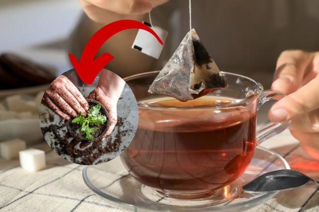 Você sabia que seu saquinho de chá usado pode virar um superfertilizante para suas plantas?
