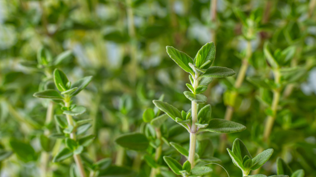 De todas as ervas, há uma em particular que você deve escolher