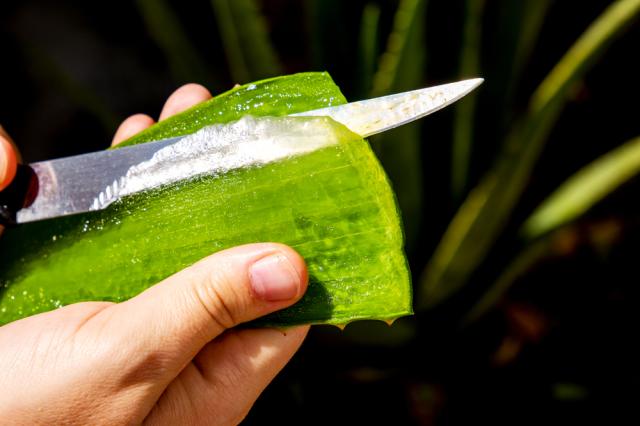 Polpa da babosa é rica em propriedades variadas. (Crédito: Shutterstock)
