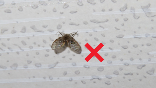 Adeus mosquinhas de banheiro: o truque do cravo da índia na pia que ninguém te contou