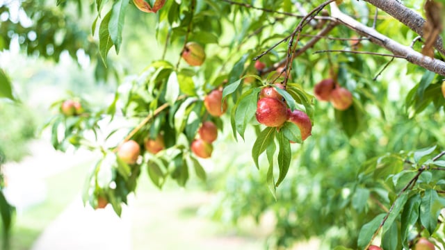 De quem é o fruto da árvore frutífera na rua? Muitas pessoas erram nessa resposta