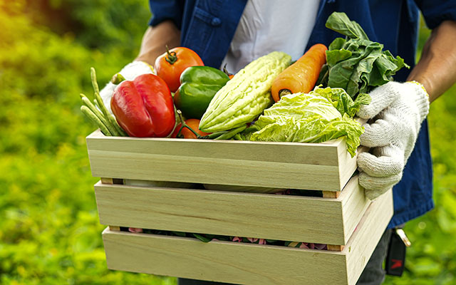 Não é o alface, muito menos o tomate: esse vegetal de baixo teor calórico cresce rápido e é ótimo de plantar em casa