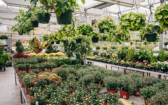 "Precisamos parar de comprar": o alerta de um especialista sobre planta vendida nas grandes lojas de jardinagem