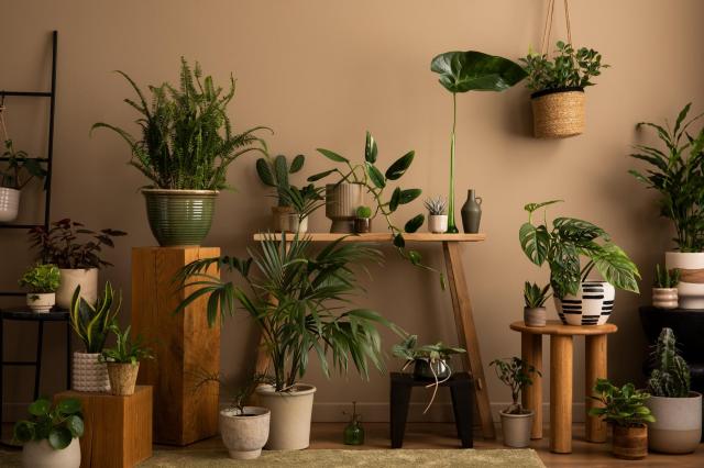 Não precisa bater luz do sol na sua casa para ter essas nove plantas, elas amam sombra!