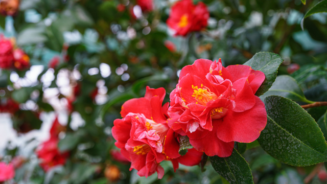 A camélia japonesa floresce lindamente no final do outono, inverno e começo da primavera (Créditos: Shutterstock)
