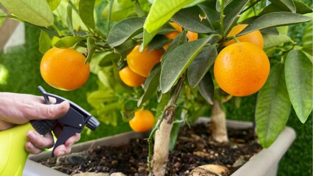O truque caseiro com ingredientes que todo mundo tem em casa para proteger limoeiros e laranjeiras de fungos