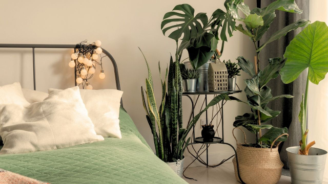 A planta que você nunca imaginaria que deve ser usada no quarto para garantir uma boa noite de sono