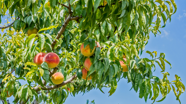 Nem goiabeira, nem pitangueira: essa é a melhor árvore frutífera para plantar em setembro e colher no verão