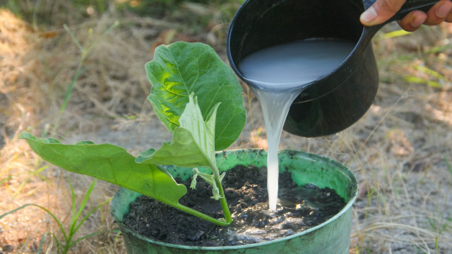O que acontece se você regar as plantas com a água de arroz: uma descoberta feita por jardineiros japoneses