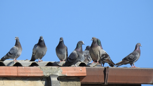 Chega de pombos no telhado: este truque caseiro ajuda a afastar as aves de uma vez por todas