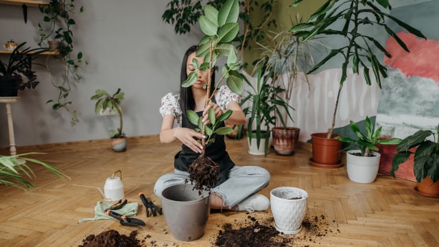 Ao mudar o ficus de vaso, escolha um recipiente apenas alguns centímetros maior que o anterior (Créditos: ROCKETMANN TEAM/Pexels)