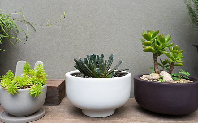 Poucos sabem, mas dá para mudar a cor das suculentas seguindo estes passos