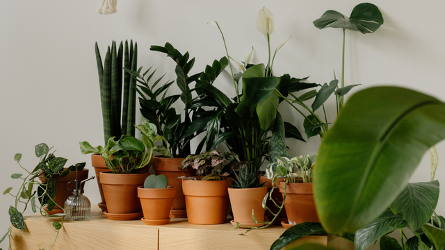 Unindo o útil ao agradável: cultive plantas que melhoram a qualidade do ar e deixam o ambiente mais bonito