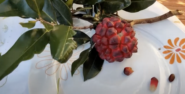 De pobre ela não tem nada: conheça os benefícios da pindaíba, fruta brasileira rica em antioxidantes e fibras