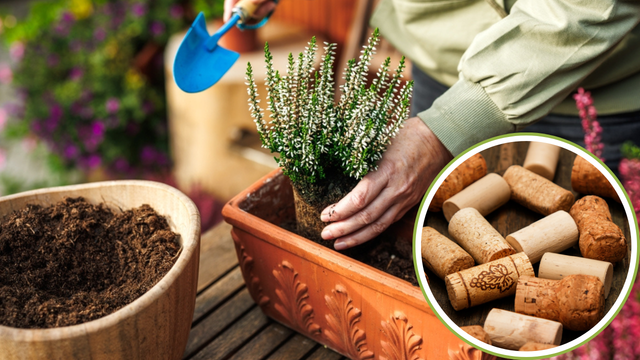 Não jogue fora as rolhas de vinho, elas são o segredo para salvar o seu jardim
